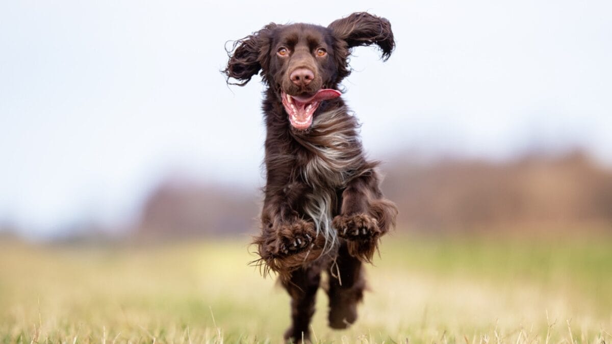 10 Things About Field Spaniel Dogs Only Experts Know - field spaniel running ss1671161989