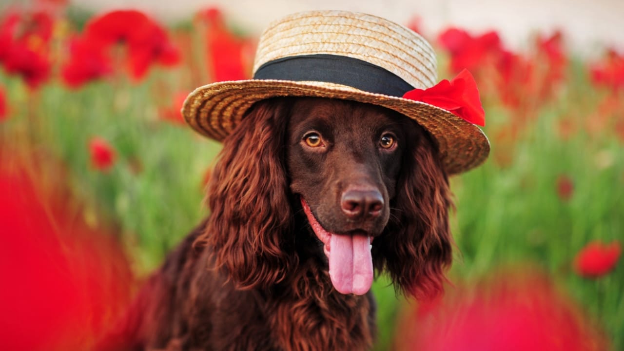 10 Things About Field Spaniel Dogs Only Experts Know - field spaniel ss1948956637