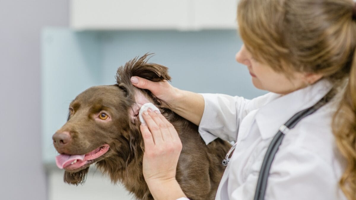 10 Things About Field Spaniel Dogs Only Experts Know - field spaniel vet ss1983305432