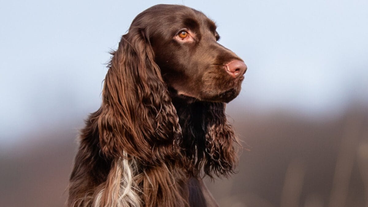 10 Things About Field Spaniel Dogs Only Experts Know - field spaniel water ss1671161974