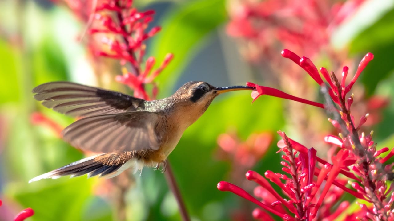 This Red Flowering Plant Is a Hummingbird Magnet - firecracker plant being pollinated by humming bird ss1241005525
