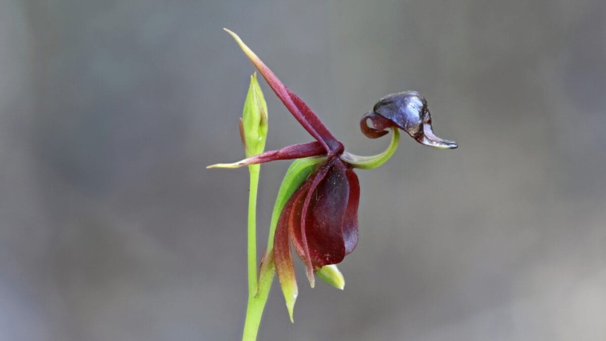 15 Bizarre Plants That Look Like They Belong in a Zoo - flying duck orchid ss1802105236
