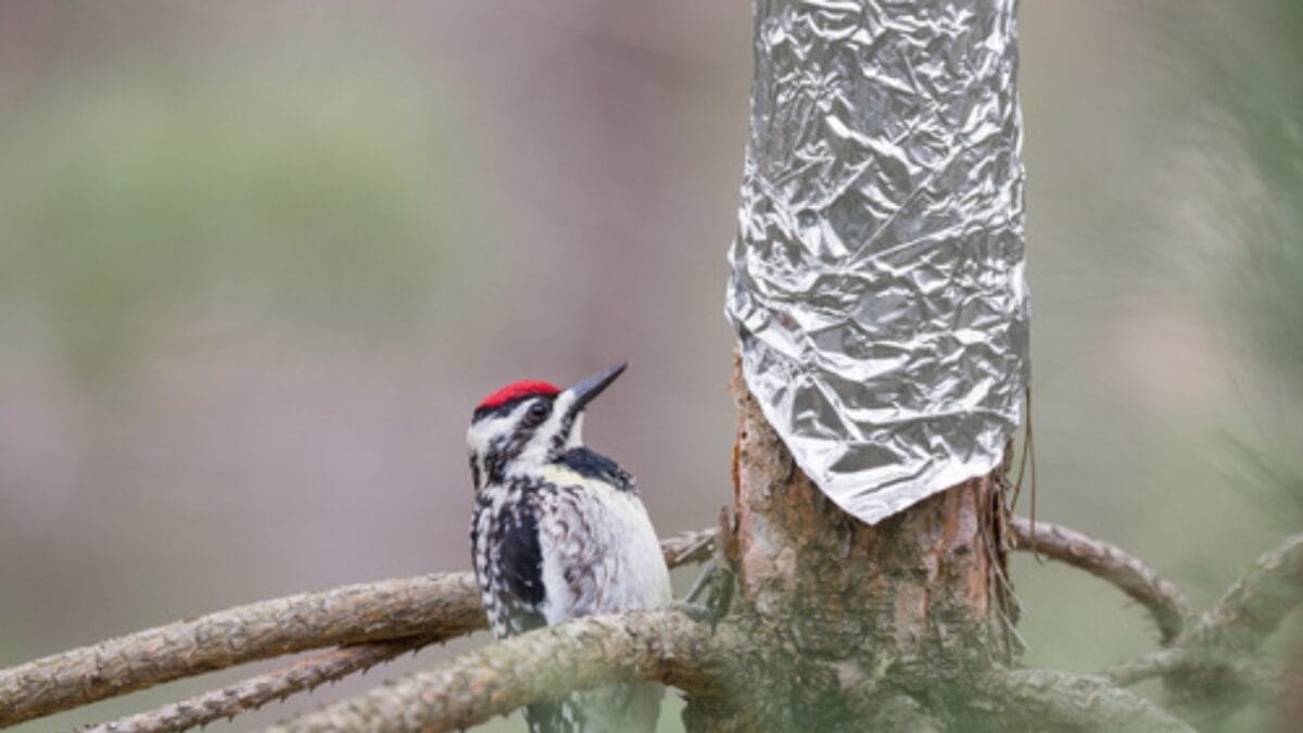 5 Brilliant Reasons to Wrap Your Hummingbird Feeder in Foil 2 5 Brilliant Reasons to Wrap Your Hummingbird Feeder in Foil - foil ss789192160