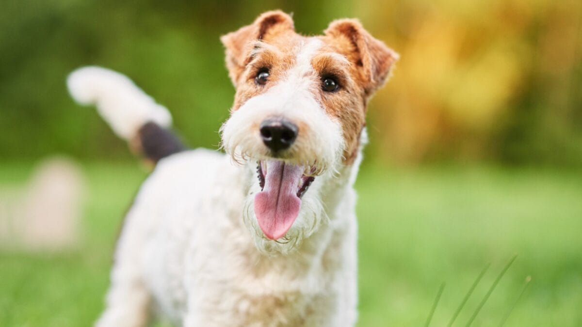 10 Of The World's Most Beautiful Dogs, According to Science - fox terrier ss692745586