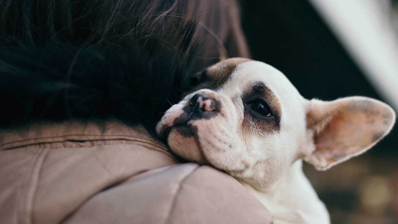 12 Dogs That Defy Age With Their Puppy Looks - french bull dog puppy ss389482129