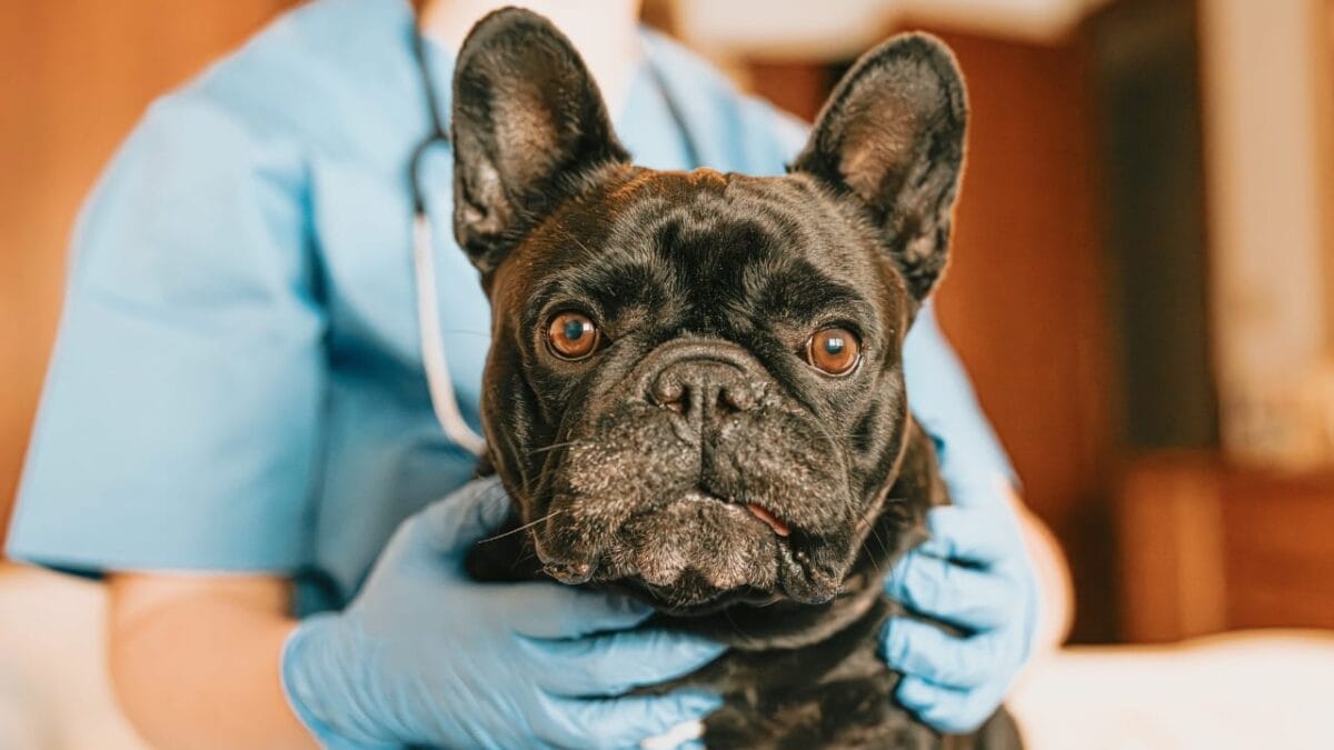 Purebreds vs. Mutts: 27,000 Dog Study Aims to End the Debate - french bulldog s2382807213