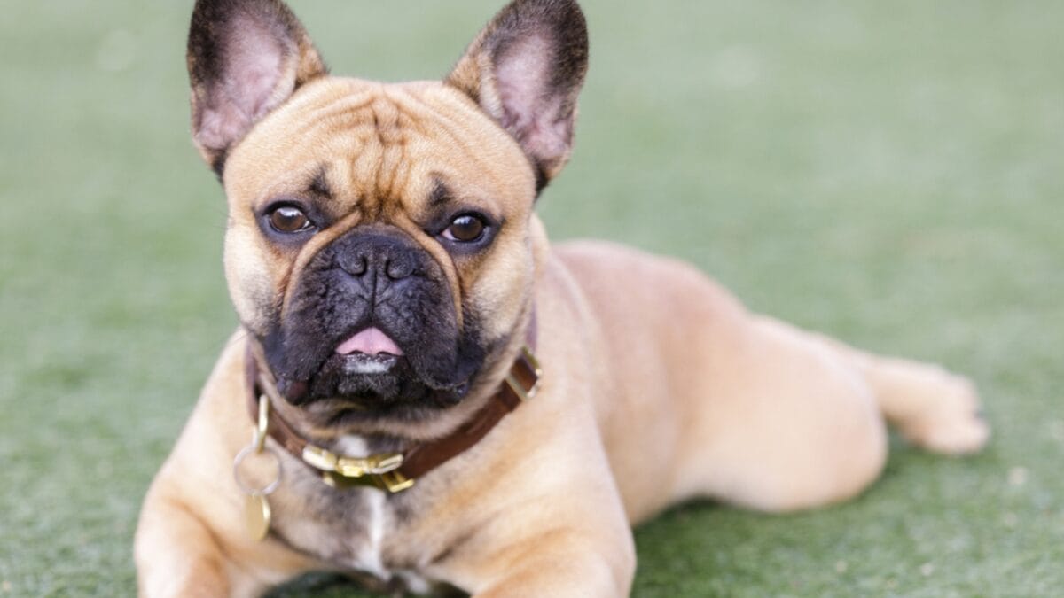 12 Short-Haired Dog Breeds That Fit Perfectly into a Low-Maintenance Routine - french bulldog laying grass ss1902345913