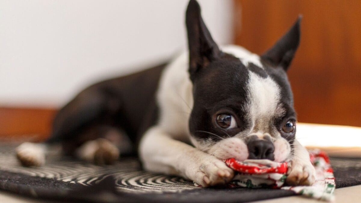 10 Things Only French Bulldog Aficionados Know - french bulldog puppy playing ss2391498475