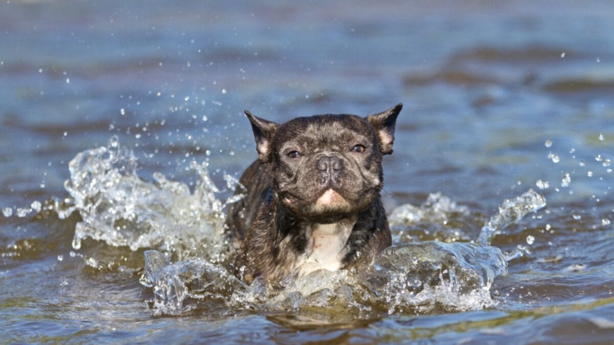 10 Things Only French Bulldog Aficionados Know - french bulldog swimming ss1439931191