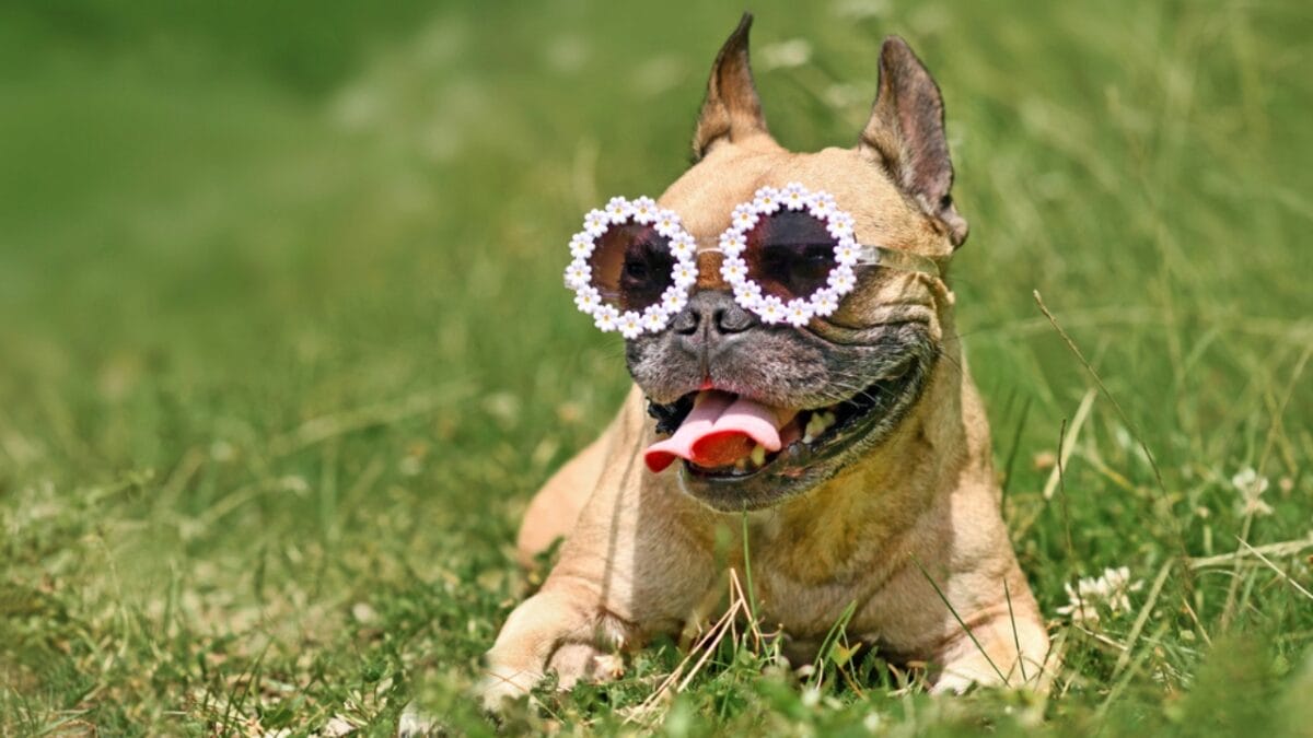 10 Things Only French Bulldog Aficionados Know - french bulldog wearing glasses ss2020615037