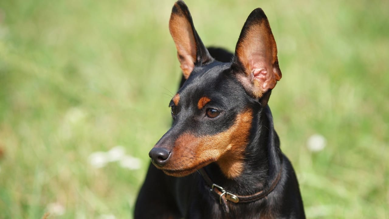 Most People Know Doberman Pinschers, But Here are 10 Things to Know ...