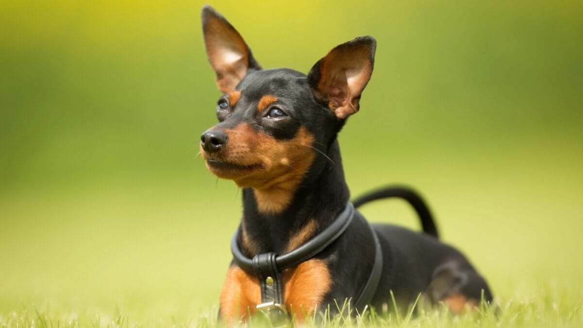 Meet the New Dog Breeds the AKC Has Recognized Since 2000 - german pinscher dog sitting grass dp121472906