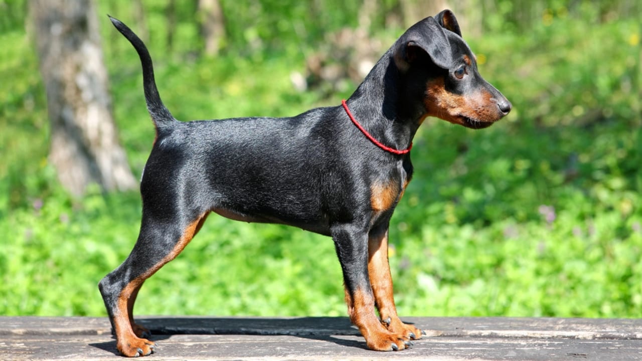 Most People Know Doberman Pinschers, But Here are 10 Things to Know ...