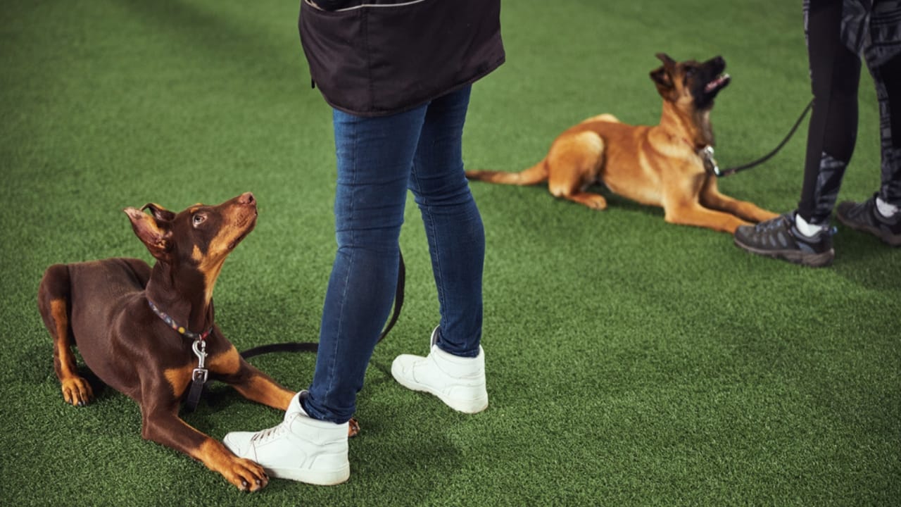 Most People Know Doberman Pinschers, But Here are 10 Things to Know ...