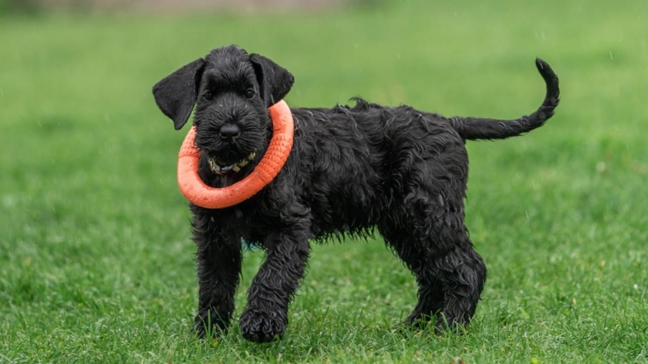 15 Dog Breeds Perfect for Seniors Seeking Loyal Companions - giant schnauzer toy ss2252198051
