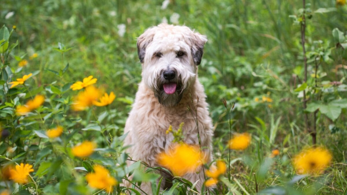 Meet the New Dog Breeds the AKC Has Recognized Since 2000 - glen imaal terrier dog flowers ss1829178356