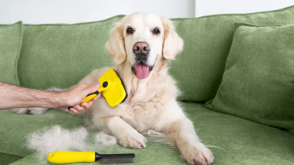 11 Dogs That Shed the Worst - golden retriever ss2425314693