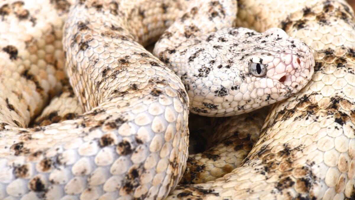 30 Rattlesnake Species from Around the Globe: Majority in U.S. - grand canyon rattlesnake dp200609040