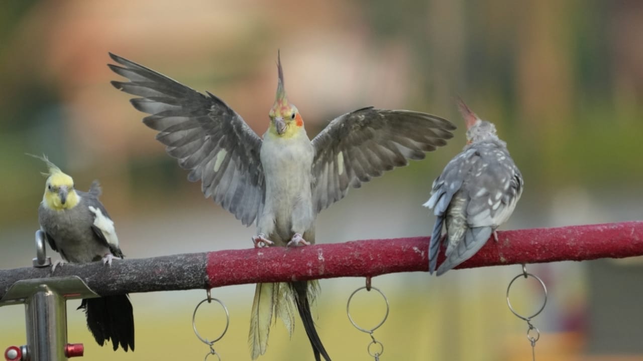 12 Stunning Gray Birds from Around the World - gray bird ss2442304117