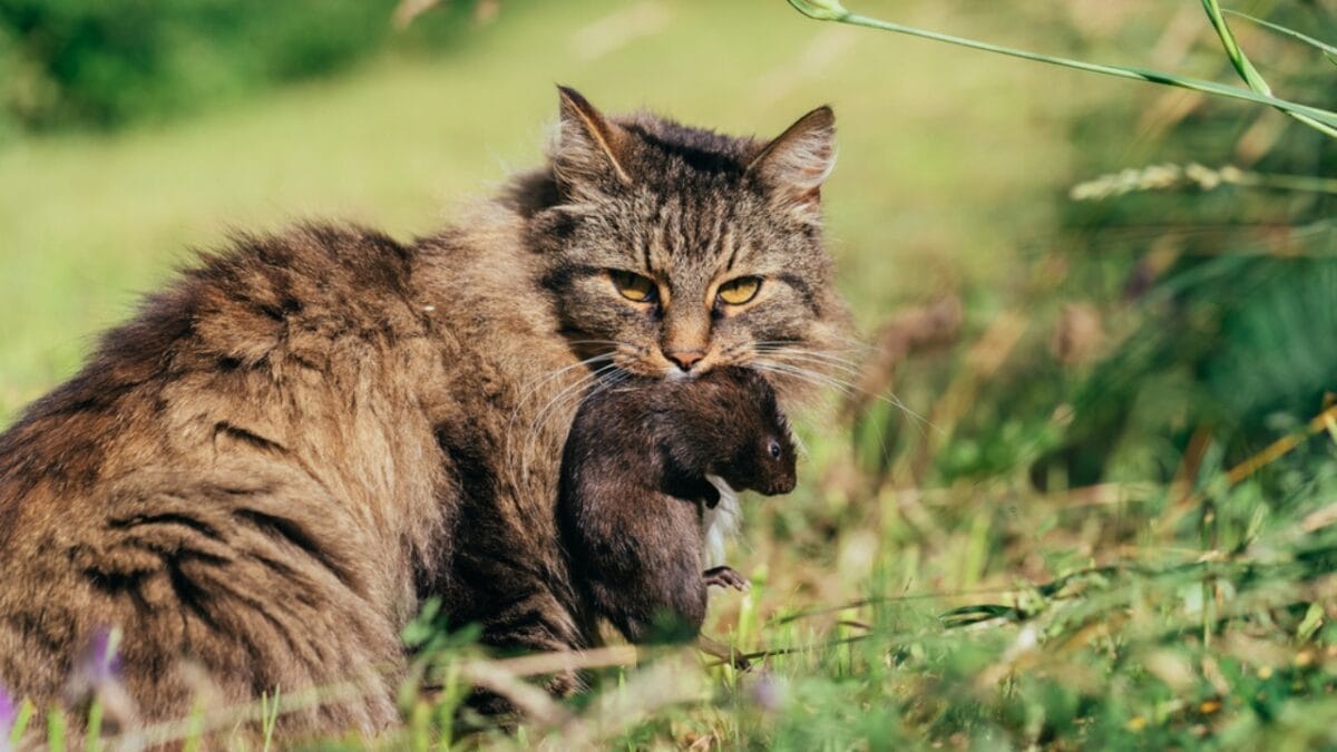 9 Telltale Signs Your Cat Has Your Back - gray cat eating rat dp165195024