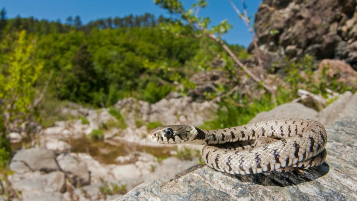 30 Rattlesnake Species from Around the Globe: Majority in U.S. - great basin rattlesnake dp431156098