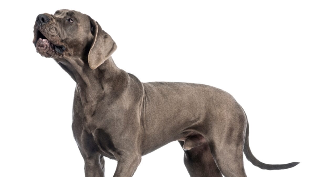 10 Things About Great Danes That Set Them Apart - great dane dog barking dp172485884