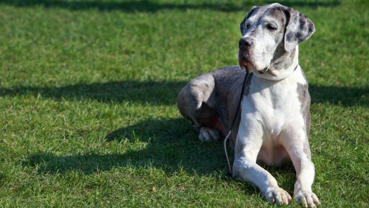 10 Things About Great Danes That Set Them Apart - great dane dog sitting grass dp649195800