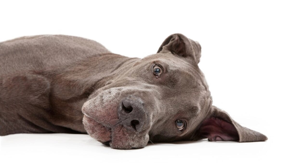 10 Things About Great Danes That Set Them Apart - great dane dog sleeping side dp10969520