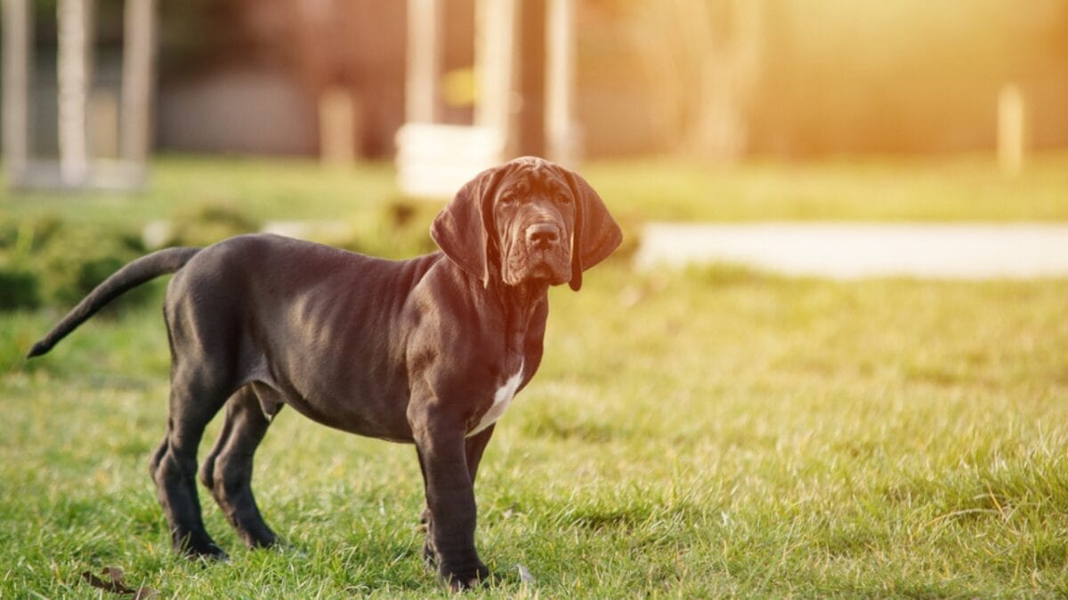 10 Things About Great Danes That Set Them Apart - great dane puppy dog dp360647958