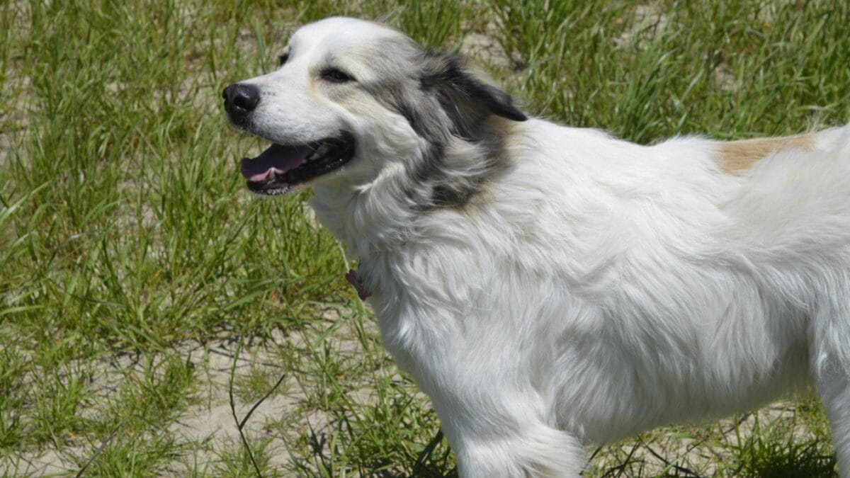 11 Dogs That Shed the Worst - great pyrenees ss1689340561