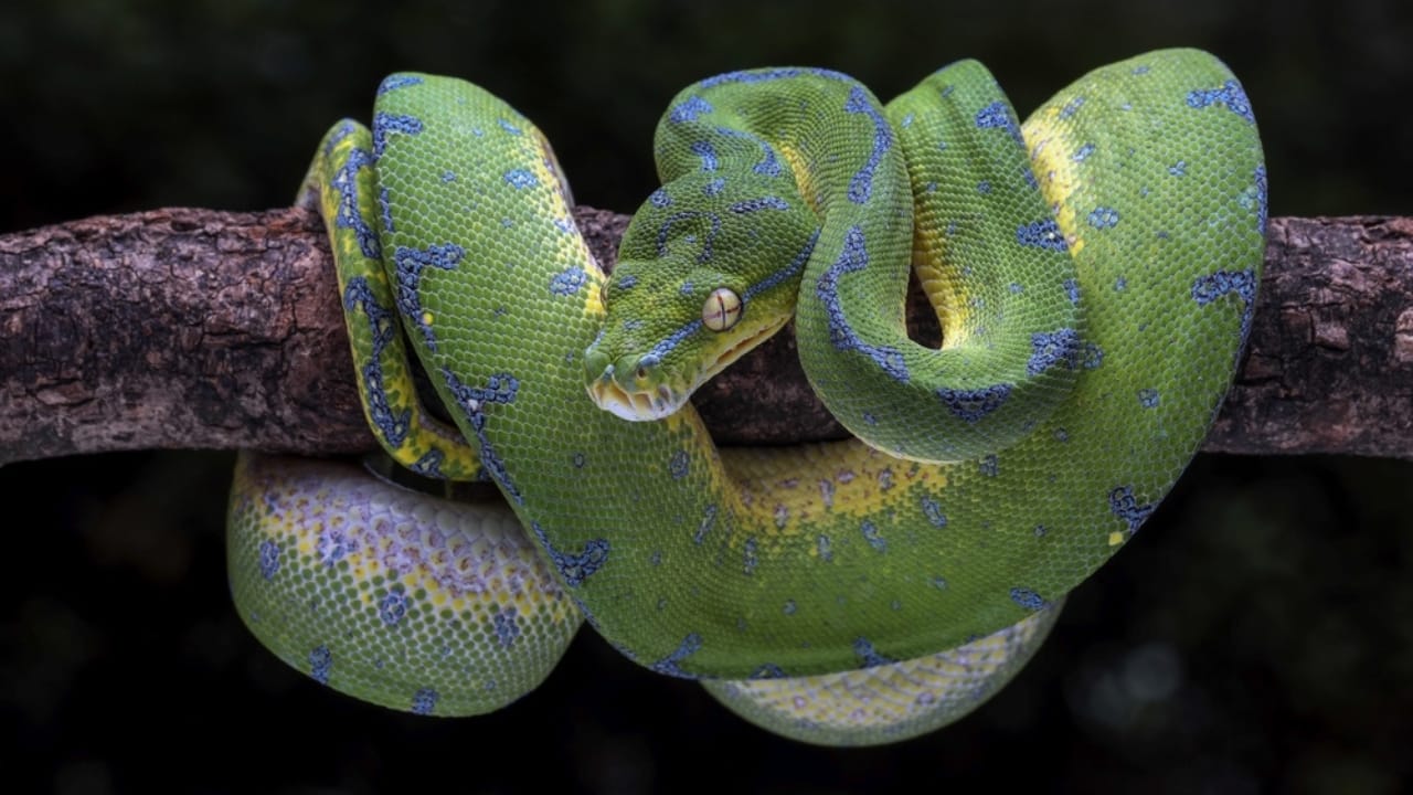 20 of the Most Colorful Snakes You'll Ever See