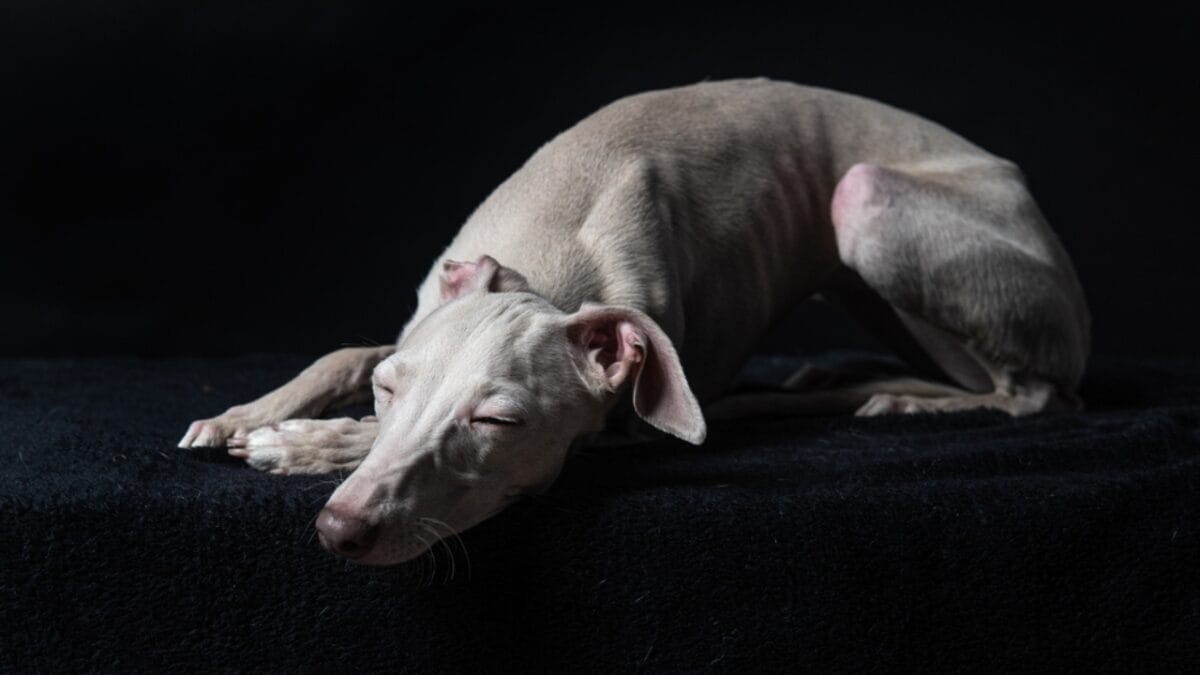 10 Unique Greyhound Facts: The Dog Breed Beloved by Cleopatra, Columbus & Hollywood Stars - greyhound dog in black ss2162219601