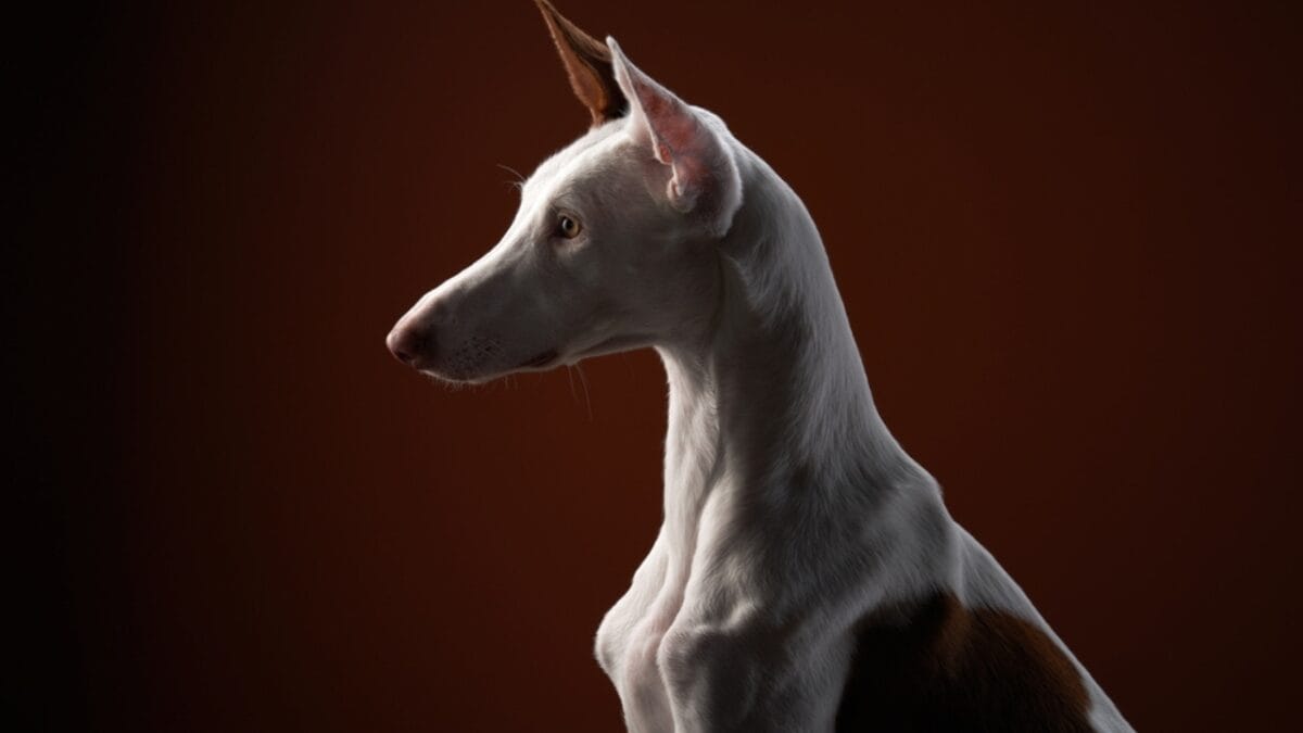 10 Unique Greyhound Facts: The Dog Breed Beloved by Cleopatra, Columbus & Hollywood Stars - greyhound dog portrait side ss2031771419