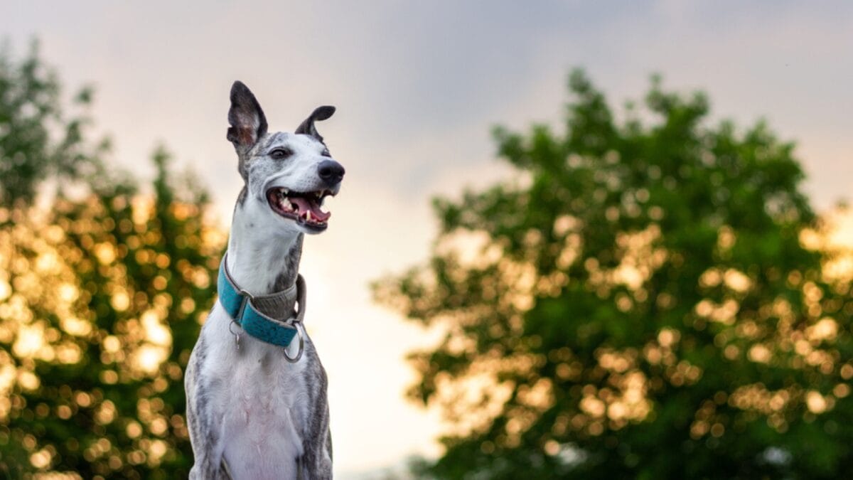 10 Unique Greyhound Facts: The Dog Breed Beloved by Cleopatra, Columbus & Hollywood Stars - greyhound dog sunset tongue ss1519657190
