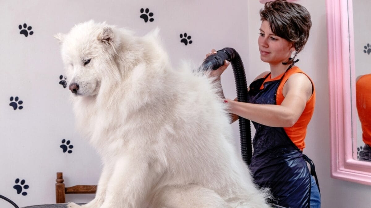 7 Samoyed-Approved Tips for Keeping Your House Fur-Free (Well, Almost) - grooming samoyed ss2166404855