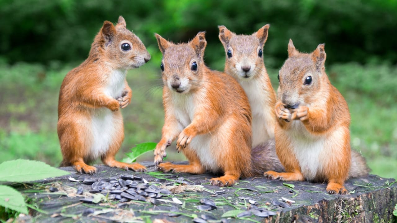 7 Best Plants to Deter Squirrels From Your Garden - group of squirrels ss34644694
