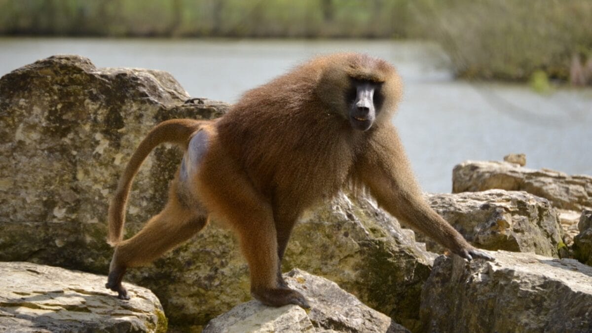The 10 Largest Monkeys in the World - guinea baboon monkey ss424330477