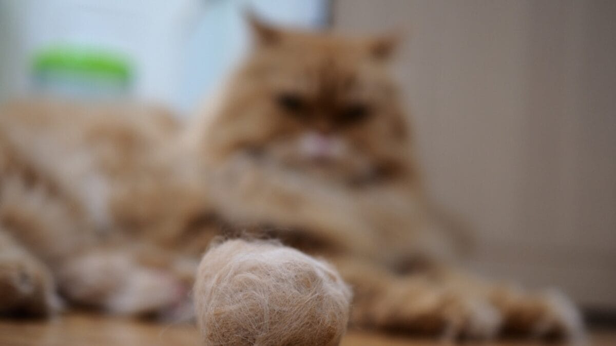 The Cat's Out of the Bag: 12 Little-Known Feline Facts - hairballs of cat ss791104000