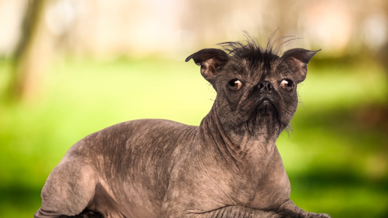 10 Ugliest Dog Breeds You May Never Want to See - hairless dog black ss129935465