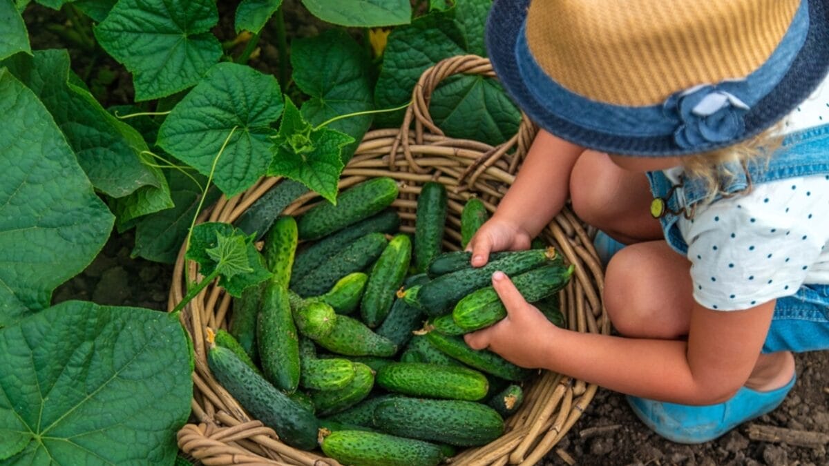 8-Step Guide to Growing the Best Cucumbers Ever this Year - harvesting cucumber ss2329238607