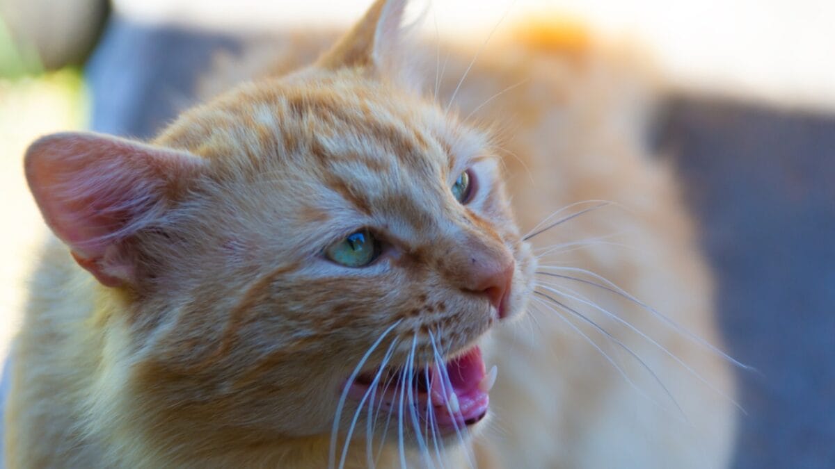 9 Telltale Signs Your Cat Has Your Back - hissing cat orange dp489537256