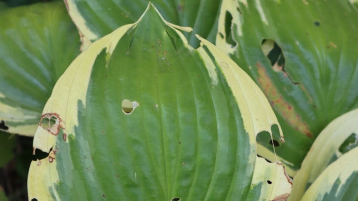 7 Common Mistakes to Avoid When Growing Hostas - hosta virus dp599701340