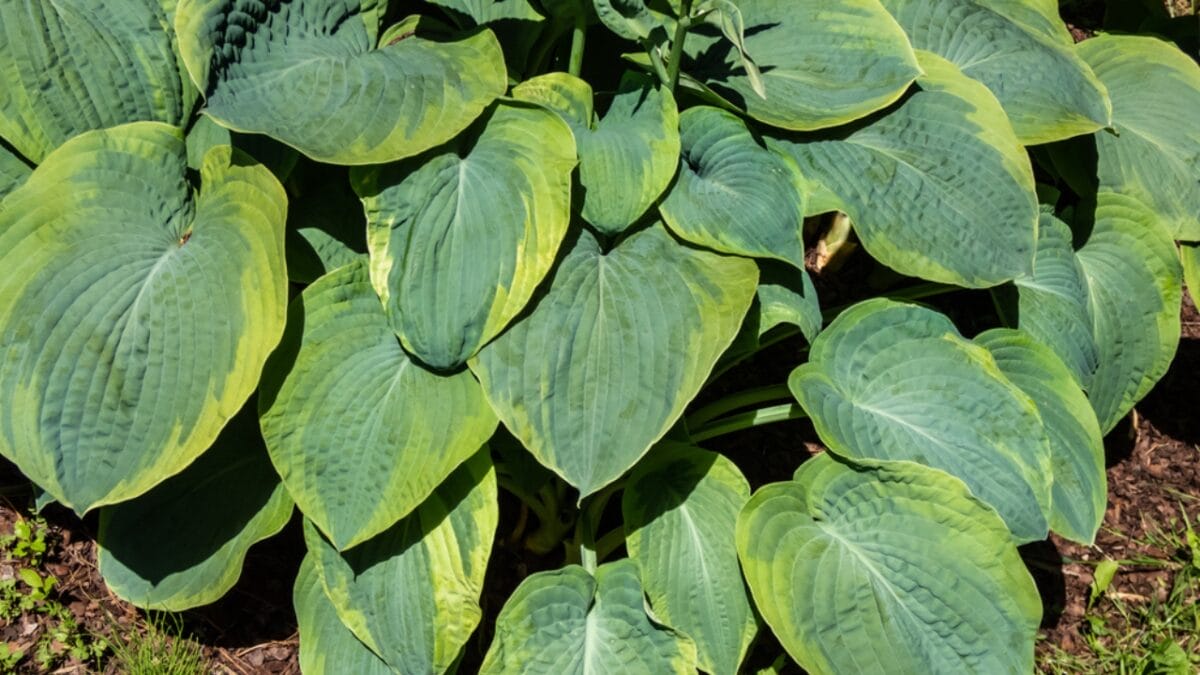 What Do Deer Love to Eat? 15 of Their Favorite Foods - hostas in sunlight dp588092130