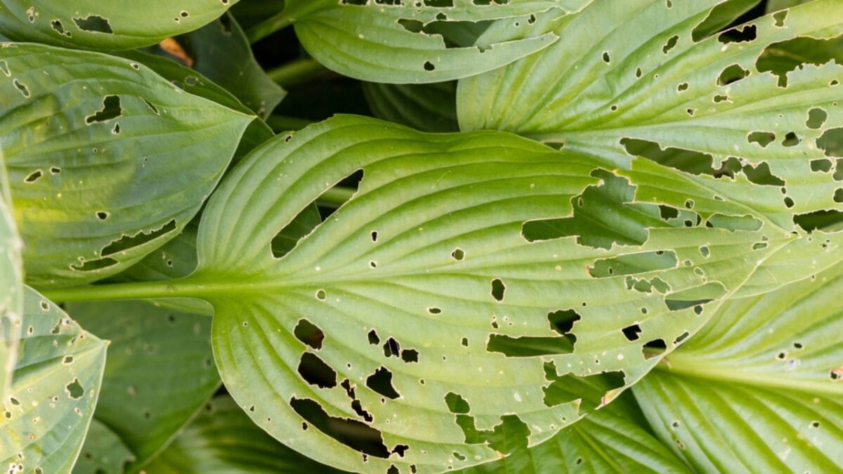 7 Common Mistakes to Avoid When Growing Hostas - hostas leaves dp140449256