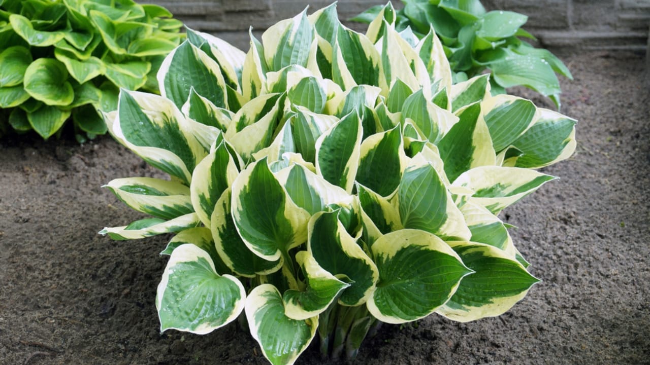 7 Common Mistakes to Avoid When Growing Hostas - hostas plant dp449389698
