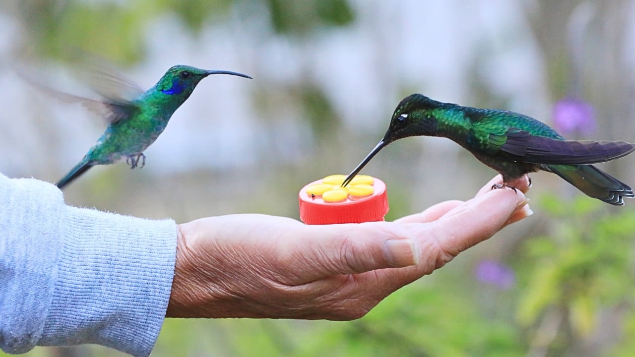 12 Proven Tips to Attract Hummingbirds to Your Garden - humming birds feeding on a mans hand ss2449868887
