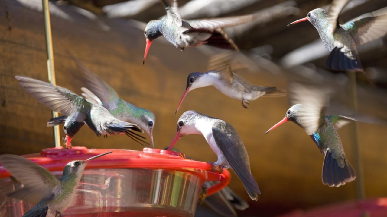 U.S. States: 5 Tips for When to Put Out Hummingbird Feeders - hummingbird drama ss1572528874