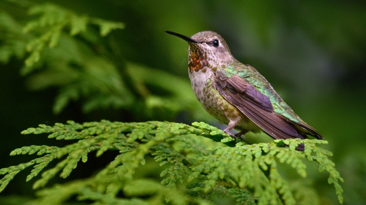 Hummingbirds After Dark: 6 Places Where These Tiny Birds Sleep - hummingbird in dark ss1135810574