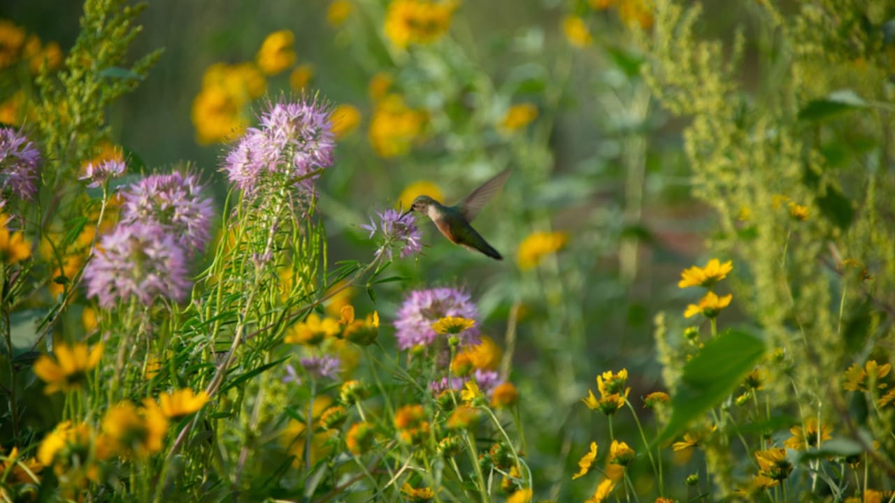 7 Tips to Make Your Yard a Prime Spot for Hummingbird Nesting - hummingbird in garden ss1800855502