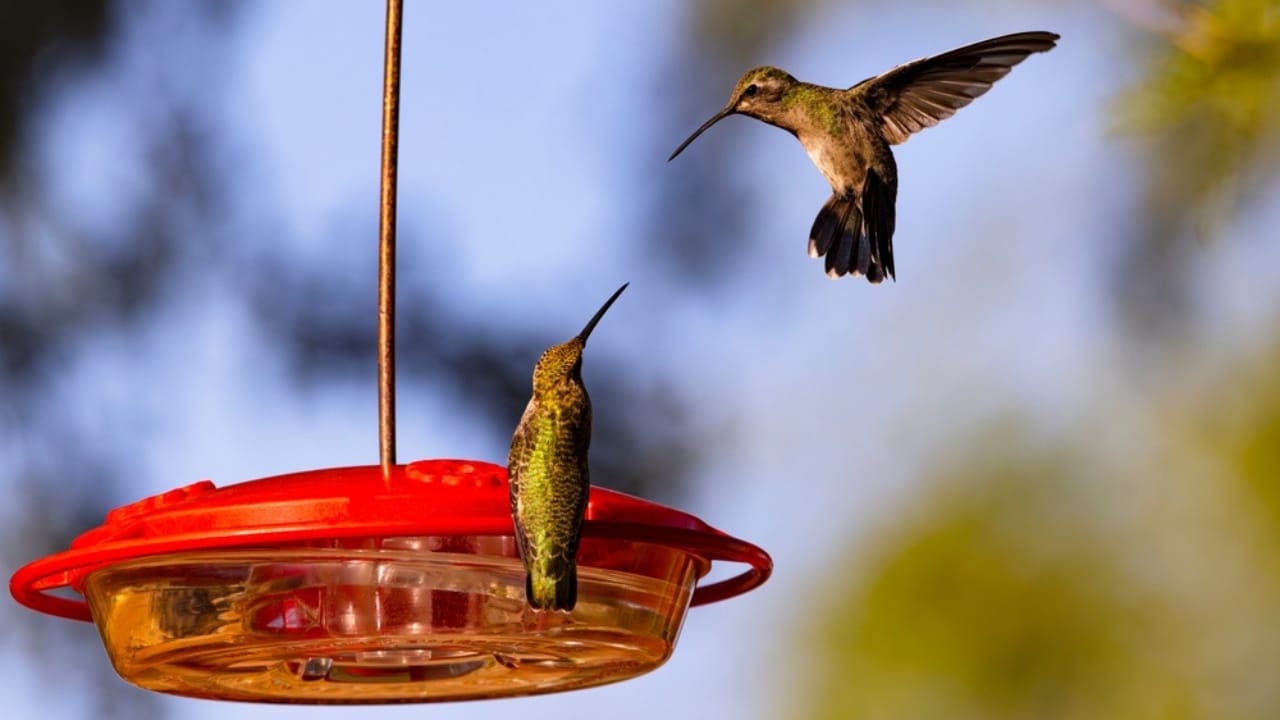 Hummingbirds Can't Stop Staring at You... 10 Surprising Reasons Why